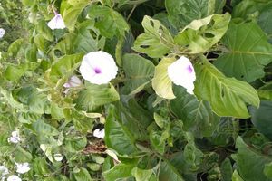 Ipomea plant 