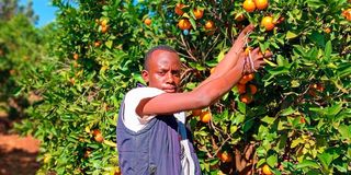 Benson Mbithi