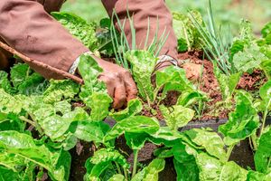 Farming