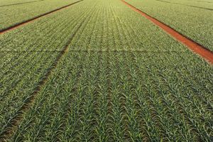 Pineapple plantation