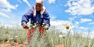 Pyrethrum 