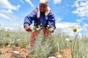 Pyrethrum 