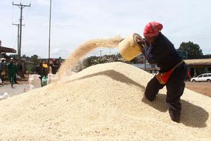 maize farmers 