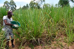 Sugarcane