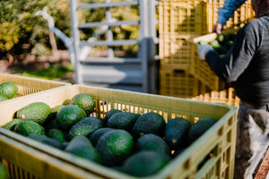 avovcados harvested photo