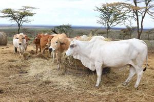 Boran cows