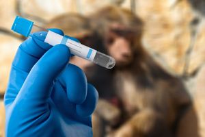 monkey vial virus