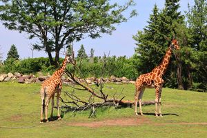 New Content Item (1)