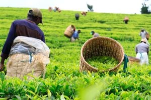 Tea pickers 