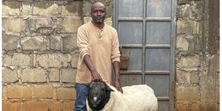 Dorper sheep farming