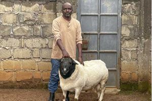 Dorper sheep farming