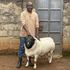 Dorper sheep farming