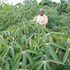 Cassava farm in Laikipia