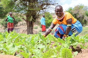 Para Lepeta harvests spinach in Ngilai village, Samburu East.