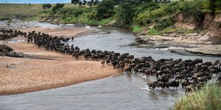 Wildebeests