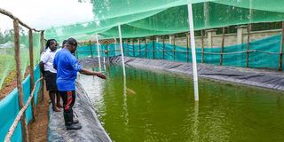 Fish farming