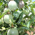 Passion fruit