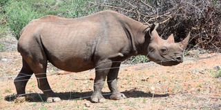 black rhino 