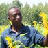 Sunflower farm
