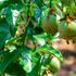 Passion fruits