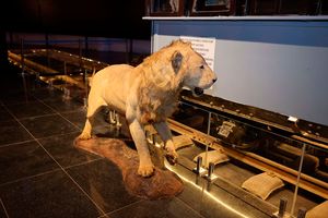 The Tsavo lions 