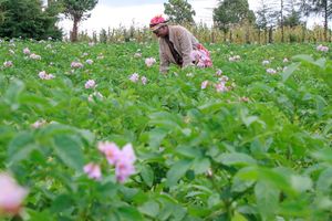 Potato farm