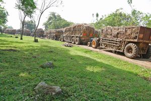 Tractors line up to offload sugar cane at the Chemelil Sugar Factory