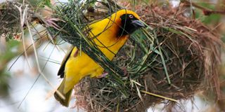 Weaver bird