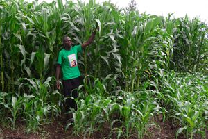 Maize farmer