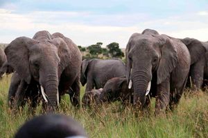 Elephants