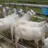 Galla Goats 
