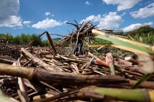 Sugarcane