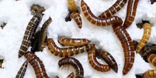 Mealworm larvae