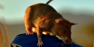 Giant pouched rat