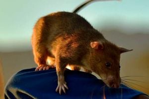 Giant pouched rat