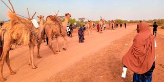 Camel caravan