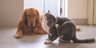 Cat and dog.