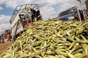 Green maize 