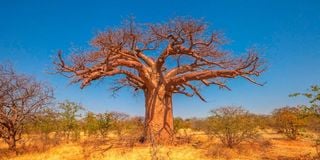 Baobab