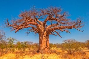 Baobab