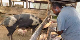 Pig farmer