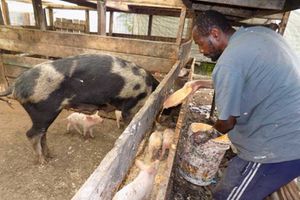 Pig farmer