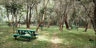 Sigiria picnic site karura forest