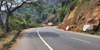 A road through a forest