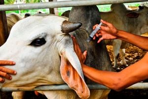 A cow getting vaccinated.