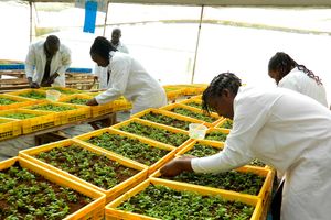 Rukaria Potato Farm 