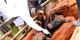 Livestock vaccination