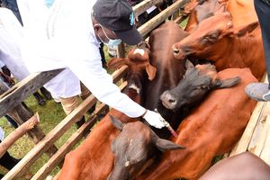 Livestock vaccination