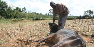 Injured cow