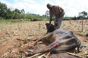 Injured cow